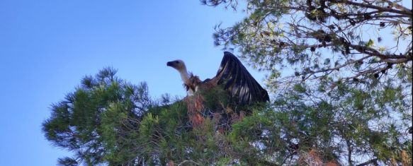 Reintroducidos los buitres leonados encontrados en la Serranía de Ronda durante el verano, Ambos ejemplares, además de otro rescatado en la Axarquía, han sido liberados en la zona de El Chorro, 30 Sep 2024 - 16:07