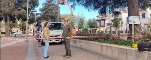 El Ayuntamiento invertirá 20.000 euros para conservar los cedros de la avenida Martínez Astein, Uno de los especímenes ha tenido que ser retirado esta mañana por su precaria conservación, mientras que los otros siete se encuentran en buen estado, 24 Oct 2024 - 17:22